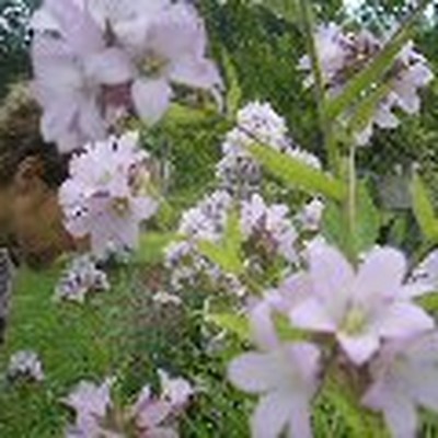 Earth Weavers Tree and Garden